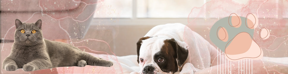HAUSTIERBETTEN